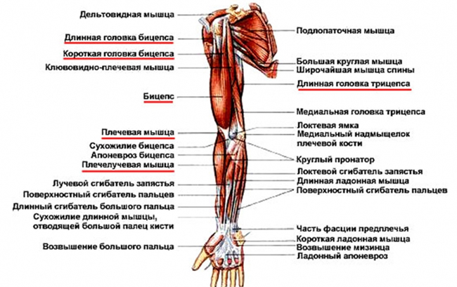 Анатомия мышц рук